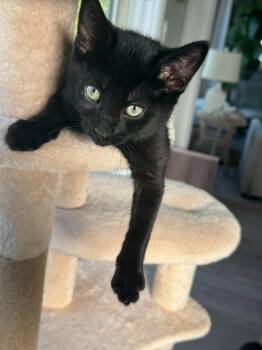 Ernie -  Domestic Short Hair Cat Available for Adoption in Arthur, Ontario - Ernie | PetCurious
