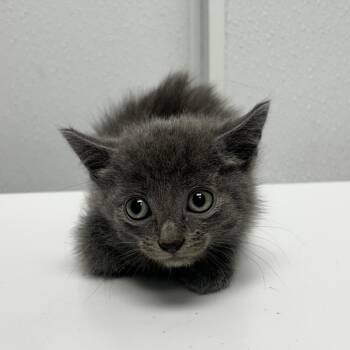 Pelucho -  Domestic Medium Hair Cat for Adoption in Abilene, Texas - Pelucho | PetCurious