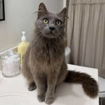 Tiffany -  Maine Coon and Russian Blue Cat for Adoption in Chattanooga, Tennessee - Tiffany | PetCurious