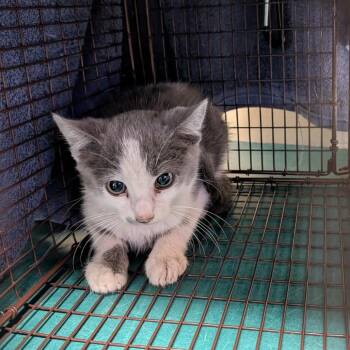 Banchan -  Domestic Short Hair Cat for Adoption in Pasadena, California - Banchan | PetCurious