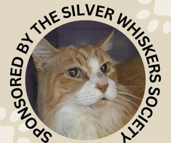 MR. P* -  Domestic Long Hair Cat for Adoption in Santa Cruz, California - MR. P* | PetCurious