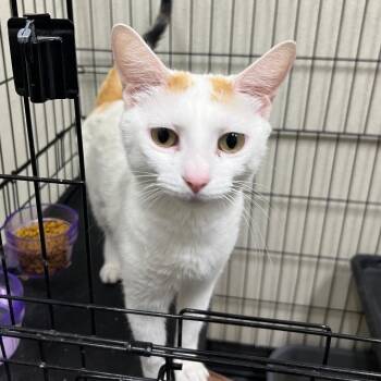 Rescue Domestic Short Hair Cats for Adoption in Las Vegas, Nevada - Chloe | PetCurious