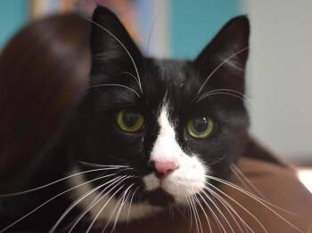 Rescue Domestic Short Hair Cats for Adoption in Portland, Oregon - Dax | PetCurious