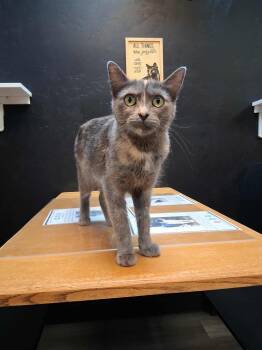 Rescue Tortoiseshell Cats for Adoption in Grand Junction, Colorado - Silver | PetCurious