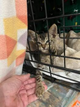Buster -  Tabby Cat for Adoption in Nacogdoches, Texas - Buster | PetCurious