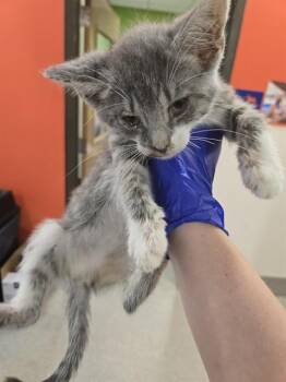 CHEN -  Domestic Short Hair Cat for Adoption in Louisville, Kentucky - CHEN | PetCurious