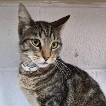Unk -  Domestic Short Hair Cat for Adoption in Ardmore, Oklahoma - Unk | PetCurious