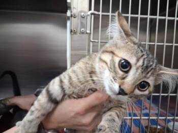 PAQUITA -  Domestic Short Hair Cat for Adoption in Santa Fe, New Mexico - PAQUITA | PetCurious