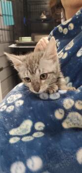 Fishsticks -  Domestic Short Hair Cat for Adoption in Denham Springs, Louisiana - Fishsticks | PetCurious
