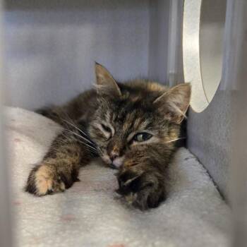 Kiesza -  Domestic Long Hair Cat for Adoption in Washougal, Washington - Kiesza | PetCurious