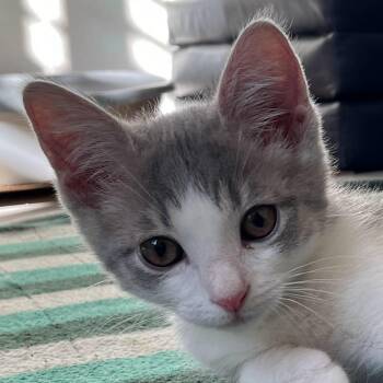 Rescue Tabby and Domestic Short Hair Cats for Adoption in Sacramento, California - Parker | PetCurious