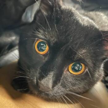 Kitty -  Domestic Short Hair Cat for Adoption in Des Moines, Iowa - Kitty | PetCurious