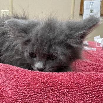 Courage -  Domestic Medium Hair Cat for Adoption in Naperville, Illinois - Courage | PetCurious