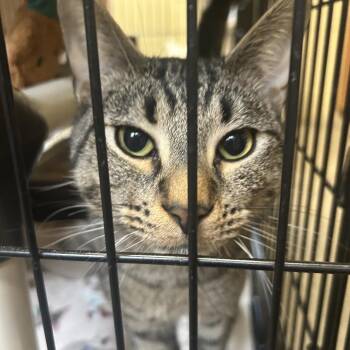 Domestic Short Hair Cats Available for Adoption in Columbus, North Carolina - Marty | PetCurious