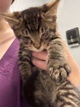 Zane -  Domestic Short Hair Cat for Adoption in Bloomington, Indiana - Zane | PetCurious