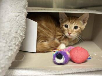 Bernie -  Domestic Short Hair Cat for Adoption in Memphis, Tennessee - Bernie | PetCurious
