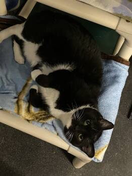 Rescue Domestic Short Hair Cats for Adoption - Butters | PetCurious