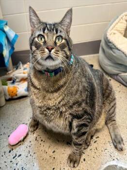Rescue Domestic Short Hair Cats for Adoption in Leesburg, Virginia - TIGER | PetCurious