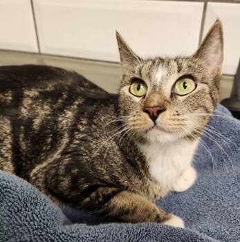 Maple -  Domestic Short Hair Cat for Adoption in Kamloops, British Columbia - Maple | PetCurious