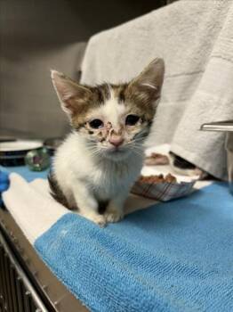 KALAMATA -  Domestic Short Hair Cat for Adoption in Derwood, Maryland - KALAMATA | PetCurious