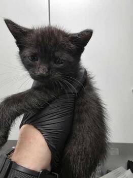 Englewood -  Domestic Short Hair Cat for Adoption in Sevierville, Tennessee - Englewood | PetCurious