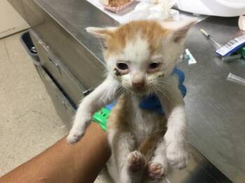 JIM -  Domestic Short Hair Cat for Adoption in Riverside, California - JIM | PetCurious