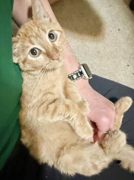 Rescue Domestic Short Hair Cats for Adoption in Camden, South Carolina - Arrears (Available For Pre-adoption) | PetCurious