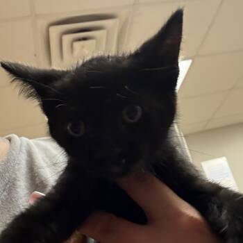 Bark - 061003U -  Domestic Short Hair Cat for Adoption in Tupelo, Mississippi - Bark - 061003U | PetCurious