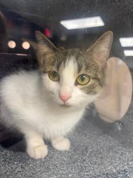 Pixie -  Domestic Short Hair Cat for Adoption in Greenfield, Indiana - Pixie | PetCurious