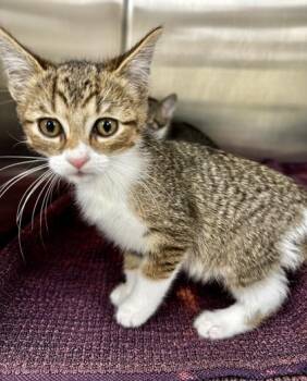 Finch -  Domestic Medium Hair and Domestic Short Hair Cat for Adoption in Westland, Michigan - Finch | PetCurious