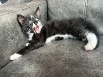 Domestic Short Hair Cats Available for Adoption in Fruit Heights, Utah - Crosby | PetCurious