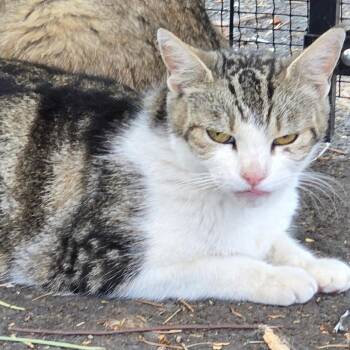 Pebbles -  Domestic Short Hair Cat for Adoption in Klamath Falls, Oregon - Pebbles | PetCurious