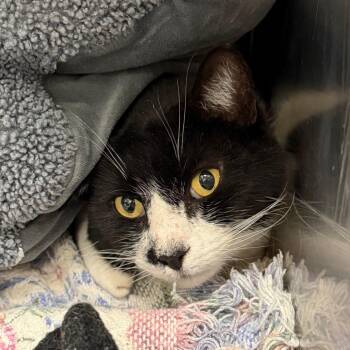 Domestic Short Hair Cats Available for Adoption in Blairsville, Georgia - Mustacheo | PetCurious