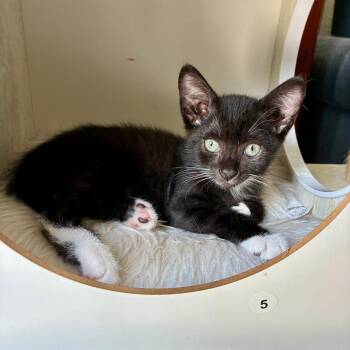 Crunchy Wrap Supreme -  Domestic Short Hair Cat for Adoption in Fort Lauderdale, Florida - Crunchy Wrap Supreme | PetCurious