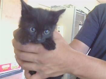 Domestic Short Hair Cats Available for Adoption in Sacramento, California - SHAKIRA | PetCurious