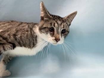 Bowie -  Domestic Short Hair Cat for Adoption in Golden Valley, Minnesota - Bowie | PetCurious