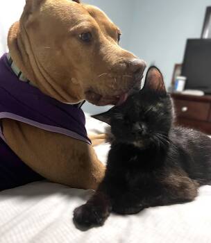 Blossom -  Tortoiseshell and Domestic Long Hair Cat for Adoption in Fort Myers, Florida - Blossom | PetCurious