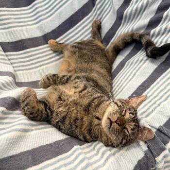 Dolly Purrton -  Tabby and Domestic Short Hair Cat for Adoption in Friendswood, Texas - Dolly Purrton | PetCurious