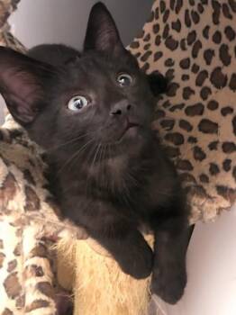 Sylvester -  Domestic Short Hair Cat for Adoption in Woodstock, Illinois - Sylvester | PetCurious