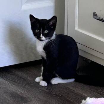 Mason -  Domestic Short Hair Cat for Adoption in Yardley, Pennsylvania - Mason | PetCurious
