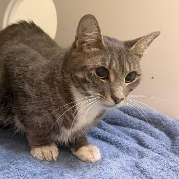 Royce -  Domestic Short Hair Cat for Adoption in Philadelphia, Pennsylvania - Royce | PetCurious