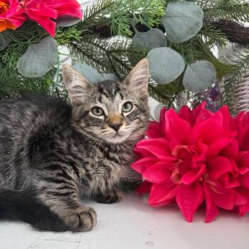Eureka Yap 56487 -  Domestic Long Hair Cat for Adoption in Eaton Rapids, Michigan - Eureka Yap 56487 | PetCurious