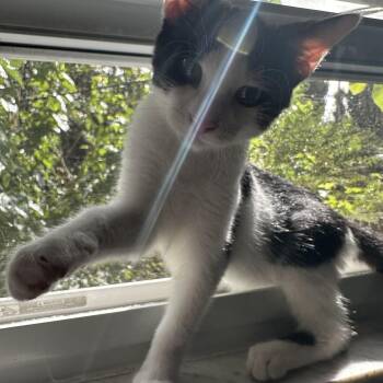 Elvis -  Domestic Short Hair Cat for Adoption in Greenwood, Indiana - Elvis | PetCurious