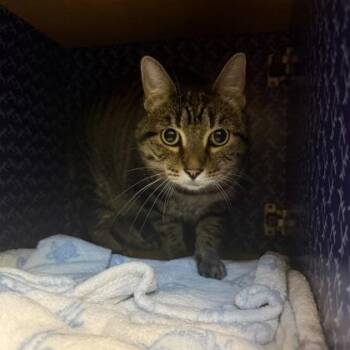 Velda -  Domestic Short Hair Cat for Adoption in Richmond, Virginia - Velda | PetCurious