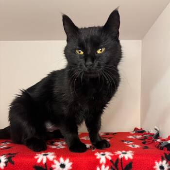 Rescue Domestic Short Hair Cats for Adoption in Council Bluffs, Iowa - YoYa | PetCurious