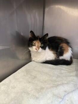 Bertha -  Domestic Long Hair Cat for Adoption in Providence Forge, Virginia - Bertha | PetCurious