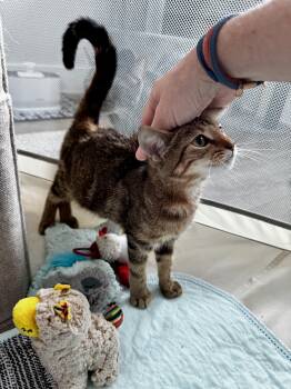 Bengala Tigresa -  Bengal and Domestic Short Hair Cat for Adoption in St. Petersburg, Florida - Bengala Tigresa | PetCurious