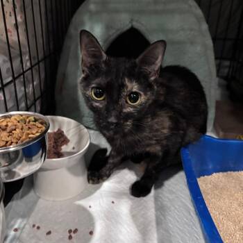 Sunmeow -  Domestic Short Hair Cat for Adoption - Sunmeow | PetCurious