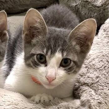 Dean -  Domestic Short Hair Cat for Adoption in Monroe, Louisiana - Dean | PetCurious