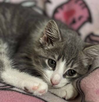 Rescue Domestic Short Hair Cats for Adoption in King City, Ontario - Bellatrix | PetCurious